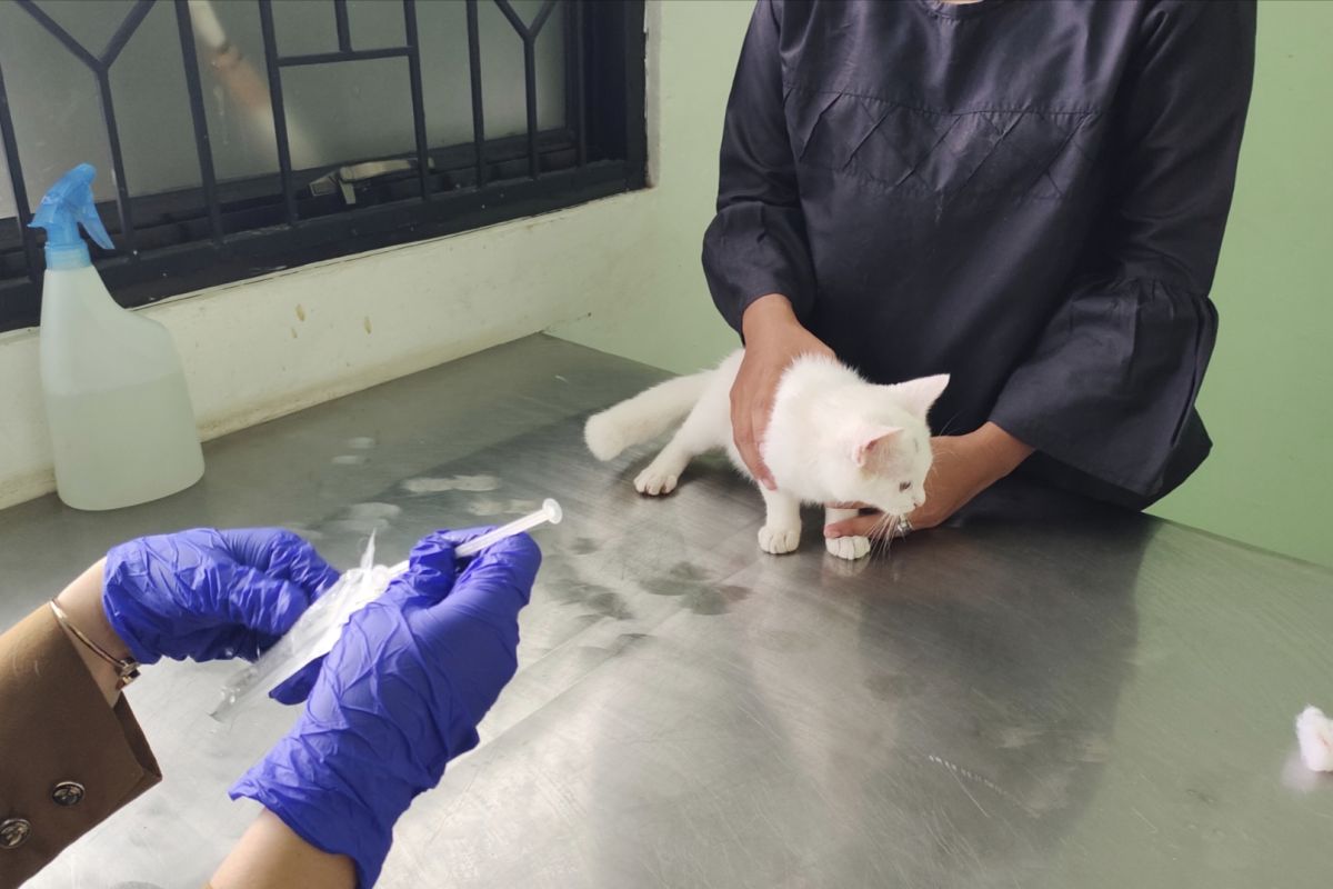 Lampung alokasikan 10.500 dosis vaksin rabies
