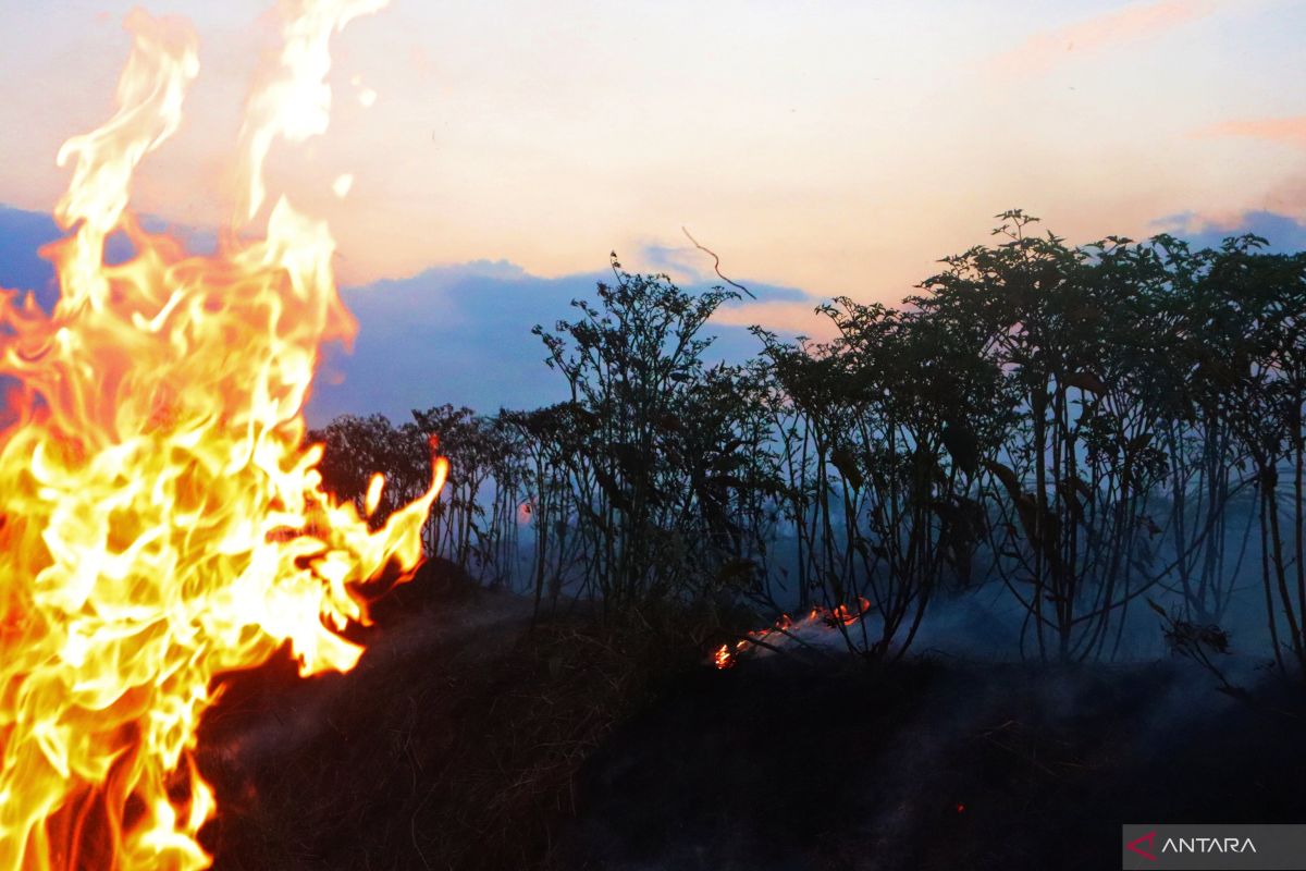 Ratusan ribu Rawit Hiyung terbakar akibat karhutla di Tapin