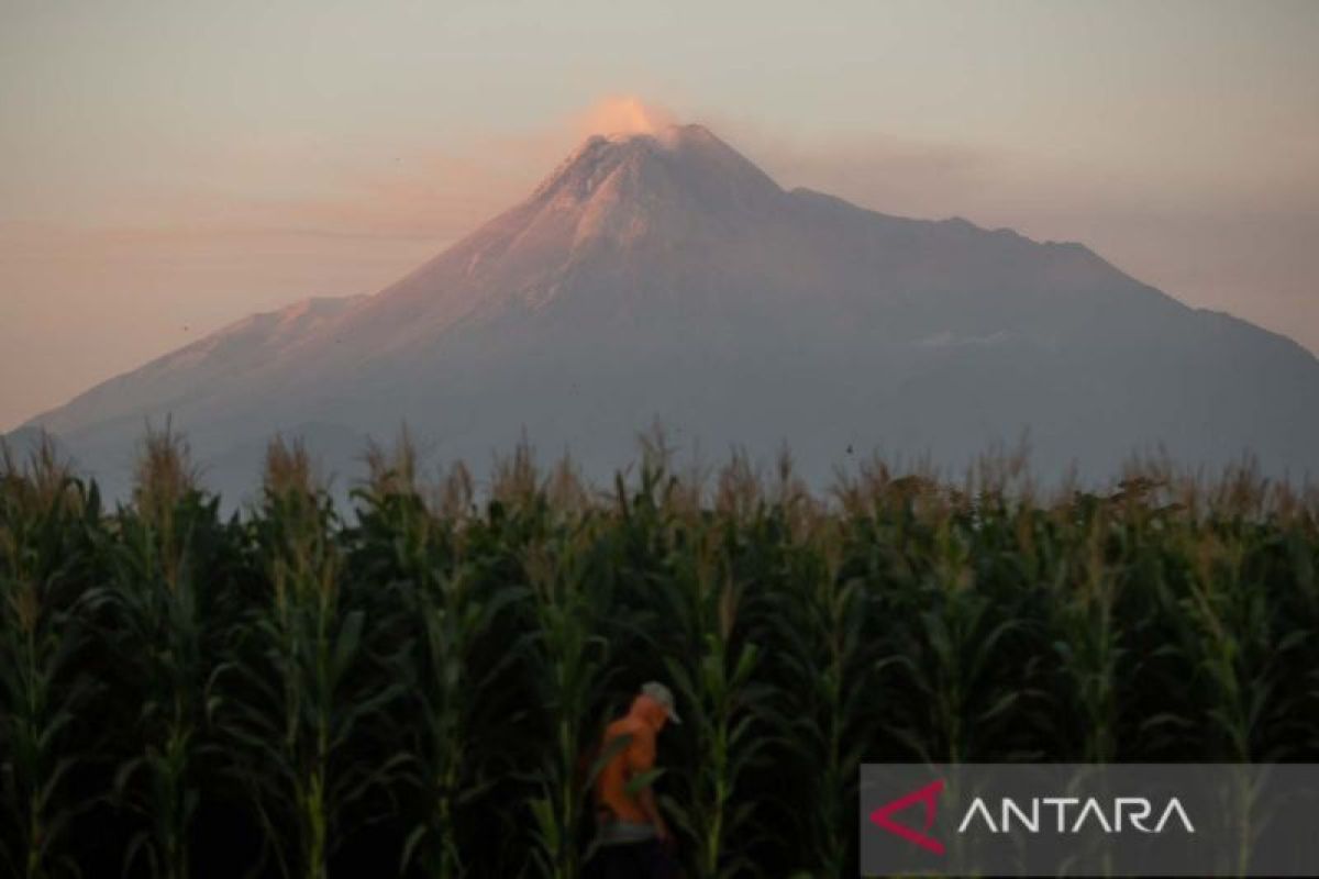 Gunung Merapi luncurkan guguran lava pijar sejauh 1,8 kilometer