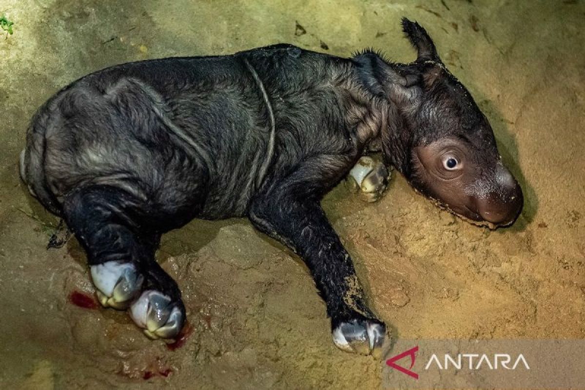 KLHK: Teknologi reproduksi berbantuan tambah populasi badak sumatra