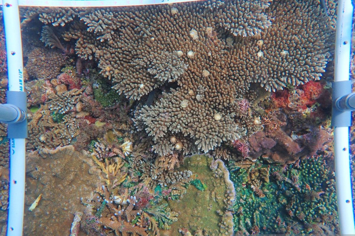 Peneliti USK rehabilitasi dan monitoring terumbu karang Aceh pakai teknologi AI