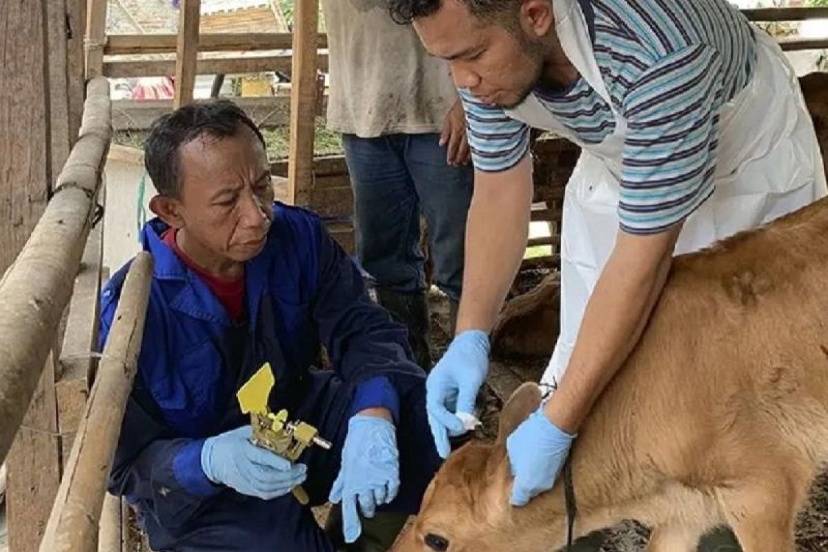 1.218 sapi di Kota Tangerang sudah divaksinasi PMK