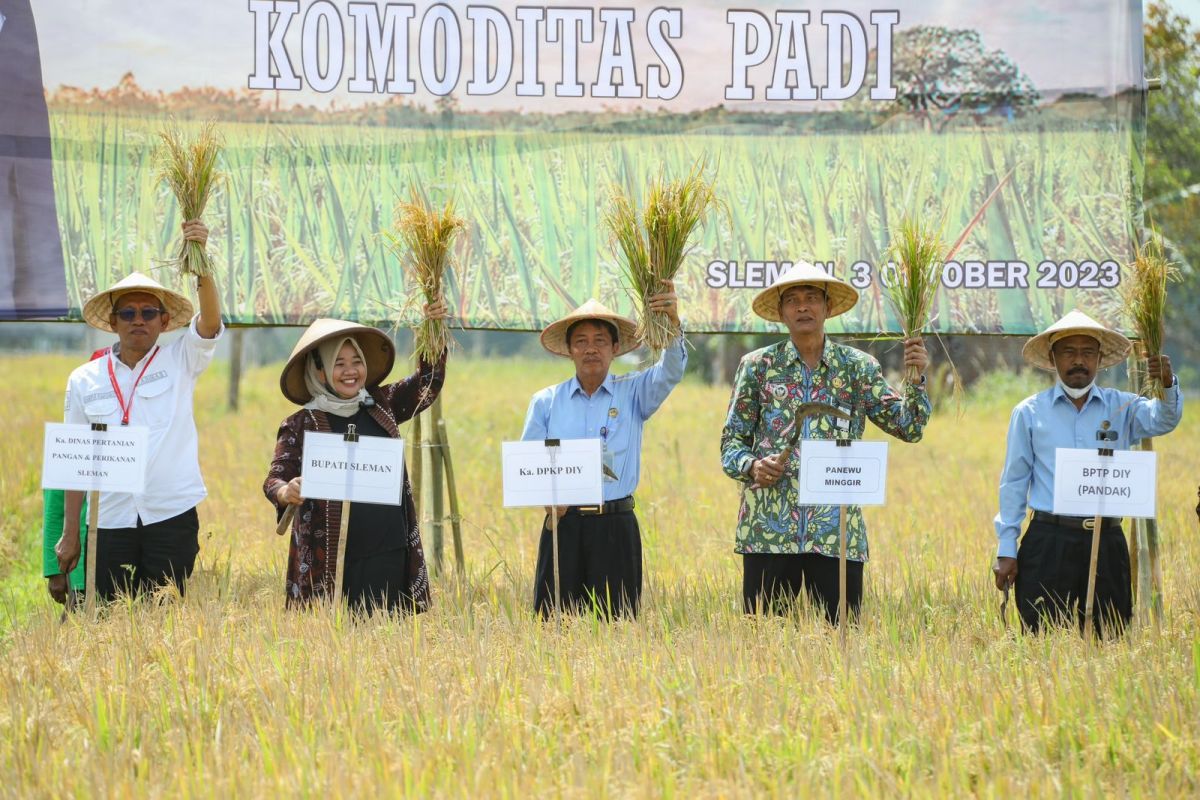 DP3 Sleman canangkan kawasan pertanian padi sehat