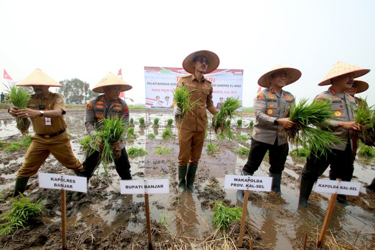 Wakapolri bersama Bupati Banjar panen padi di Martapura Barat