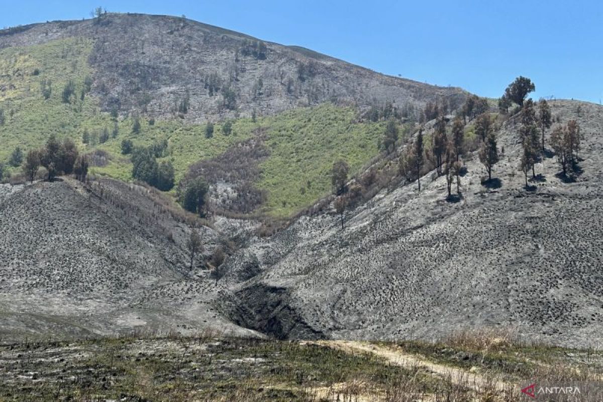 Kerugian akibat kebakaran Bromo capai Rp8,3 miliar