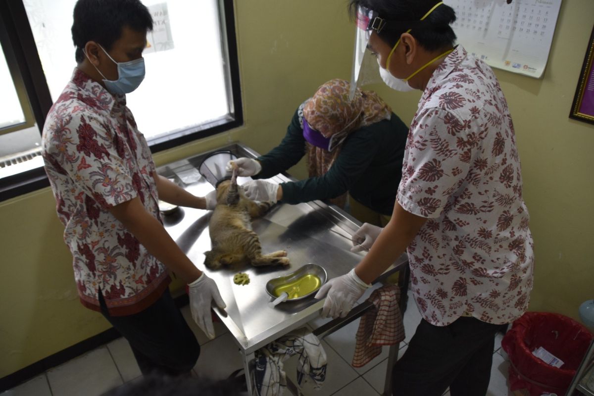 DKPP Surabaya sediakan layanan klinik hewan secara gratis