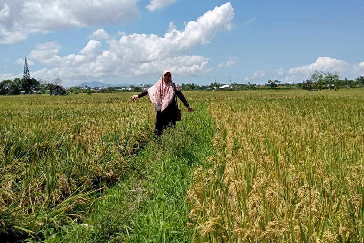 Distan: Realisasi produksi padi di Mataram mencapai 16.000 ton