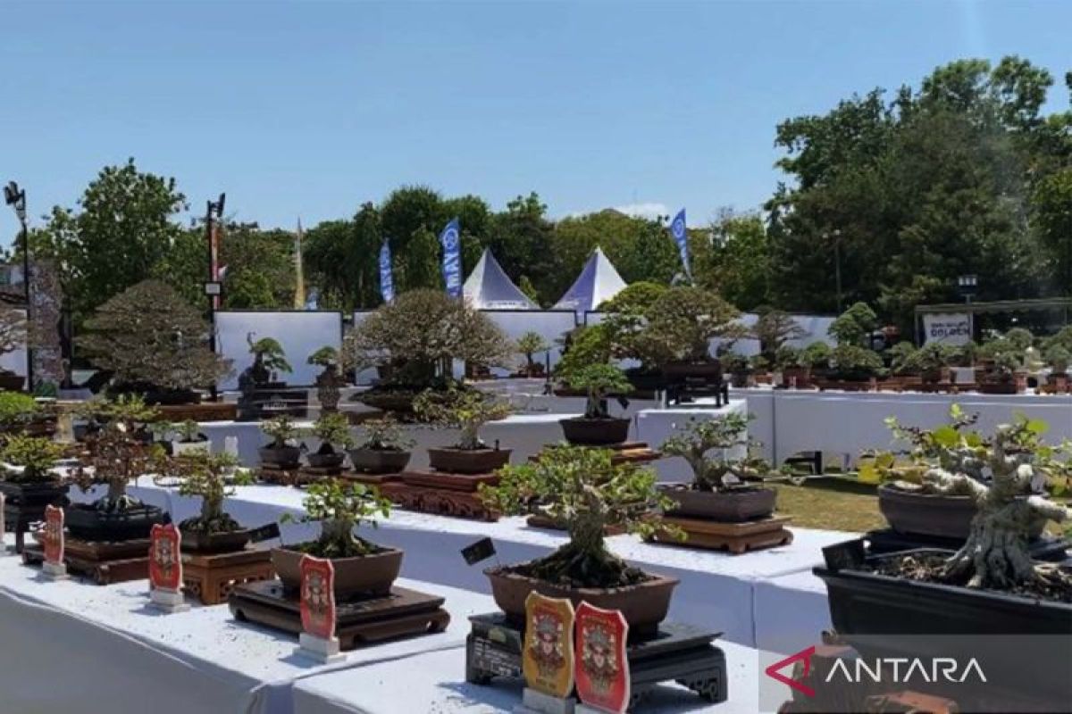 Sebanyak 1.007 peserta ikuti ajang pameran bonsai tingkat nasional di Kota Denpasar