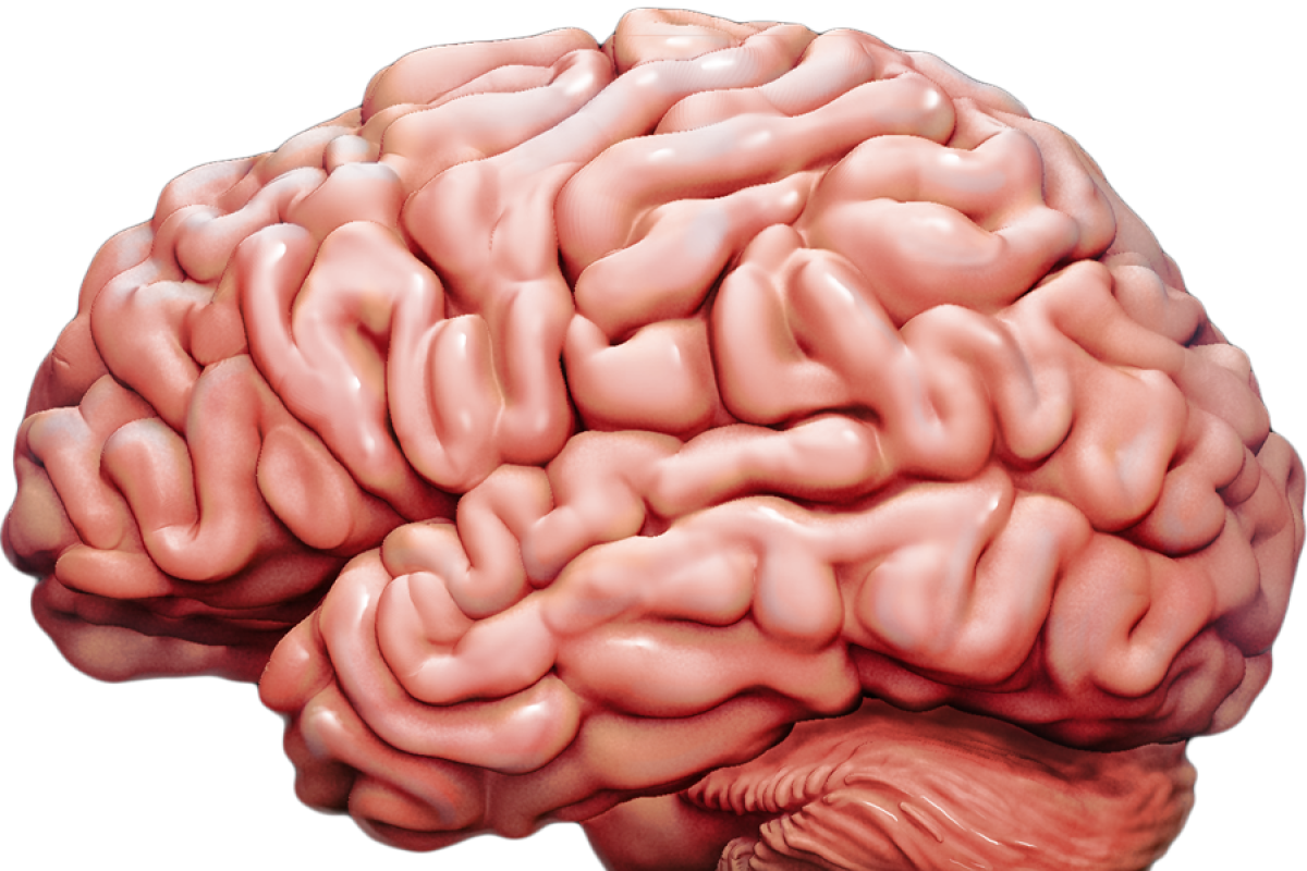 Studi baru identifikasi area otak yang berkaitan dengan gagal napas
