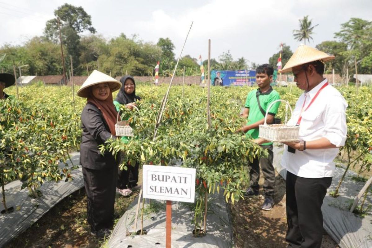 Sleman terus wujudkan sebagai wilayah pertanian sehat