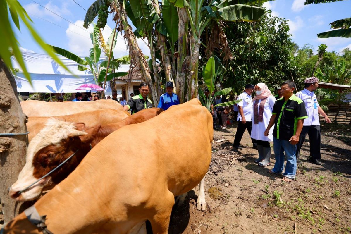 Program SMS Pisan tingkatkan produktivitas sapi di Banyuwangi