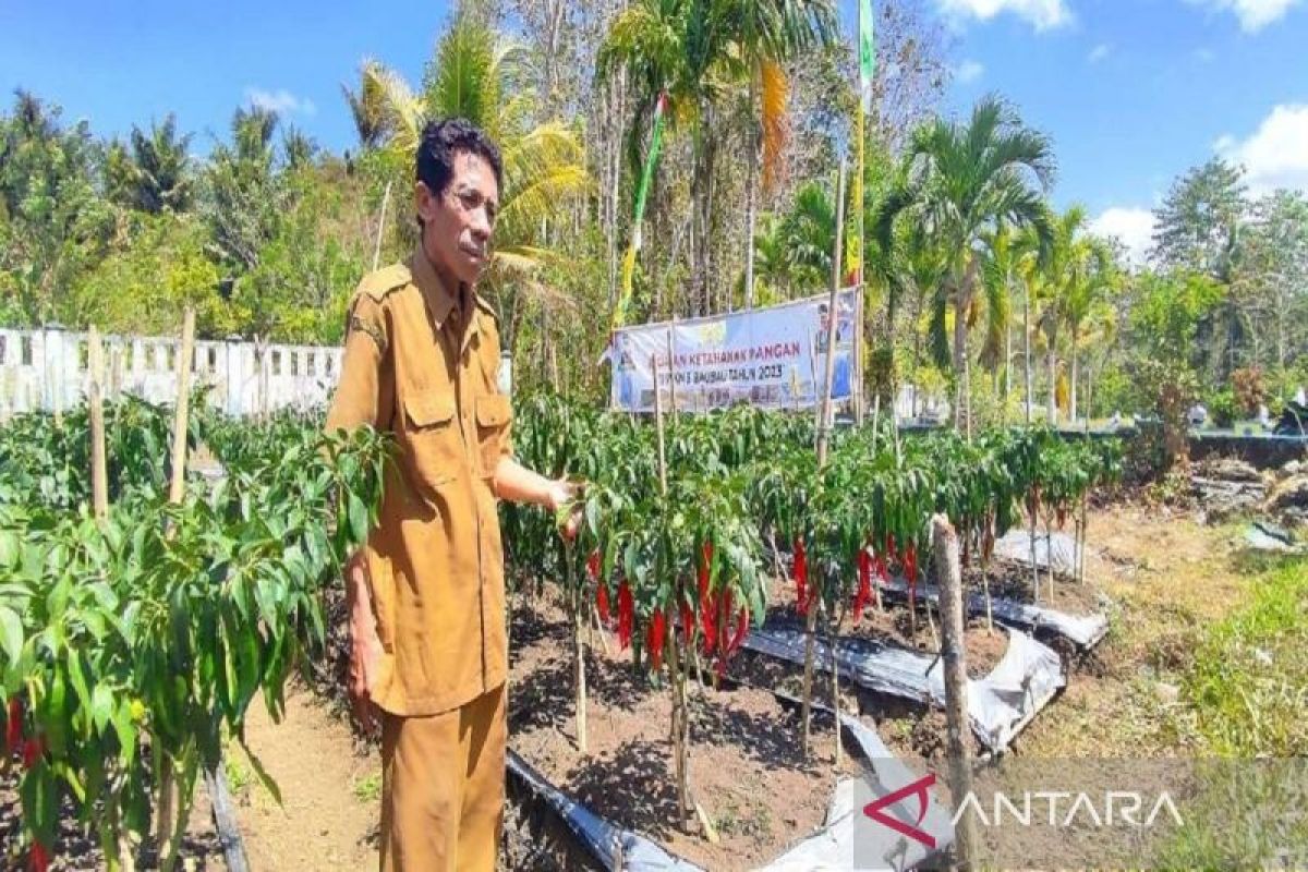 SMKN di Baubau genjot penanaman cabai untuk mendukung ketahanan pangan