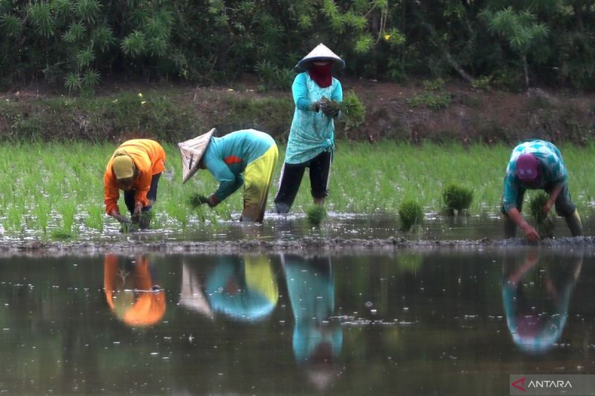 Indonesia aims for rice self-sufficiency in 2024