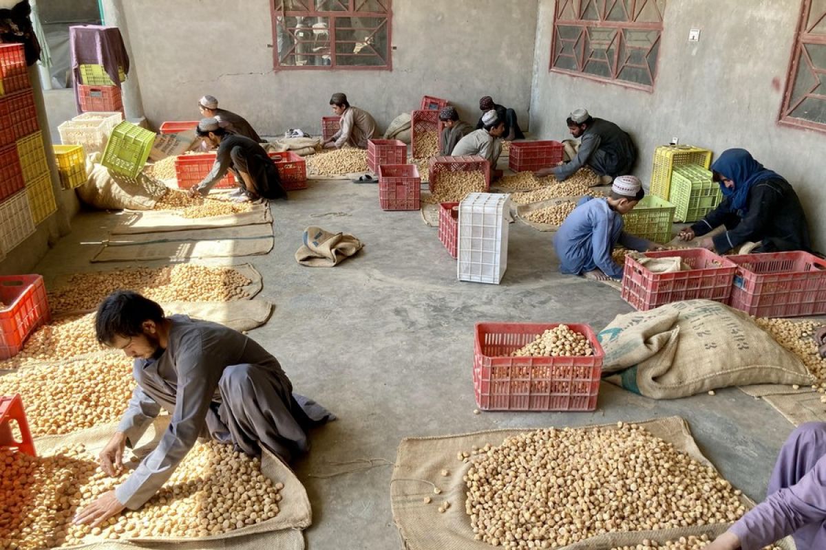 Aktivitas warga saat memproses aprikot kering lezat dari Afghanistan