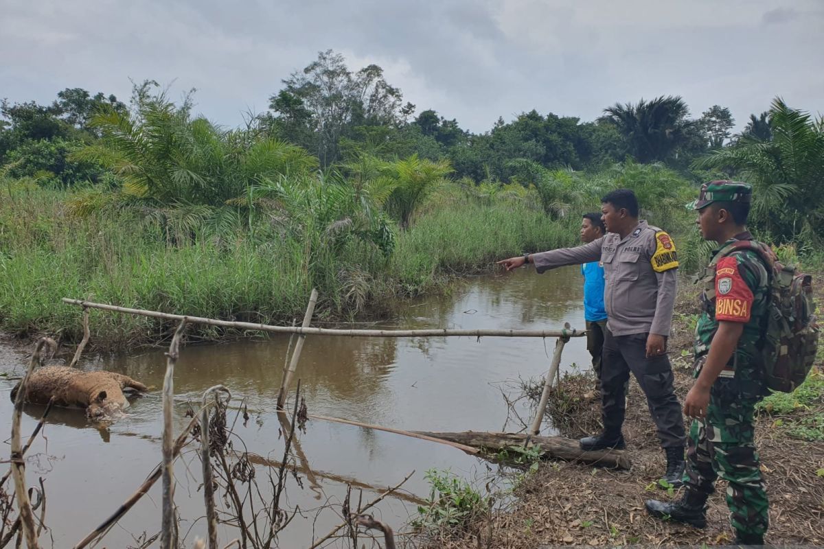 Belasan hewan ternak di Aceh Jaya diterkam buaya