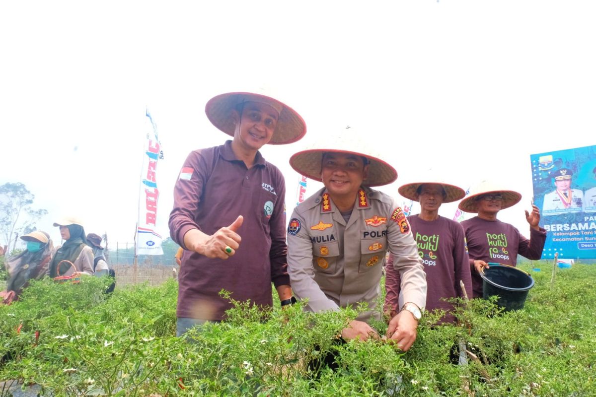 Polda Jambi panen cabai bersama Pemkab Muaro Jambi