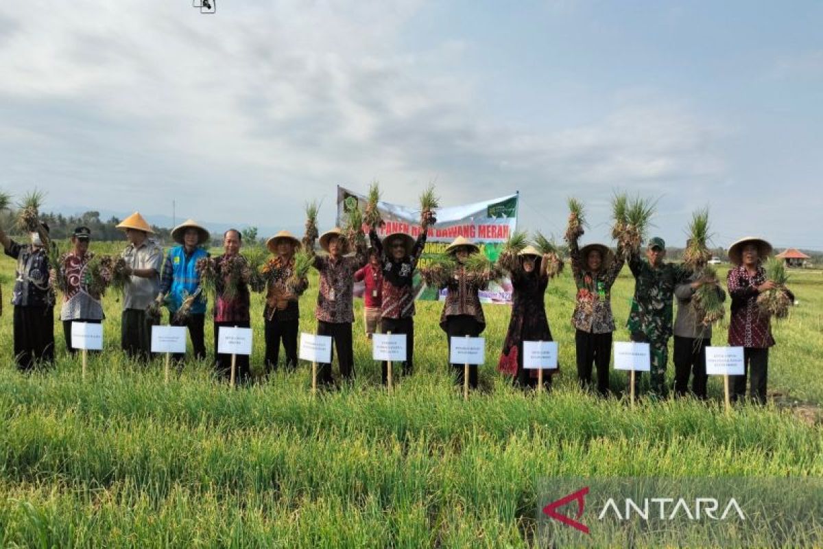 Pemkab Kulon Progo meminta petani tunda jual bawang merah