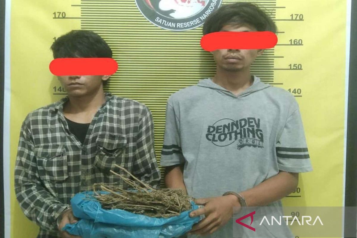Polres Sibolga tangkap dua orang petani miliki narkoba