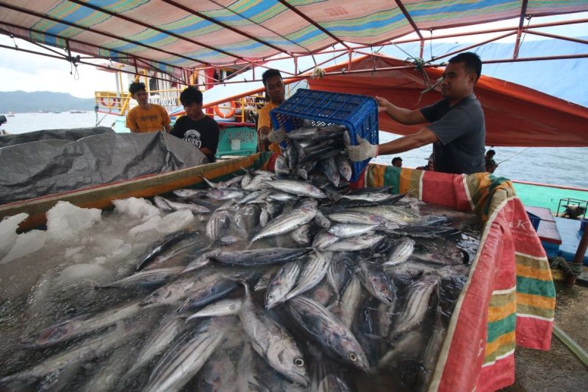 Penangkapan Ikan Terukur Implementasi 2024 Ini Tahapannya Di Tahun 2023 Antara News 2097