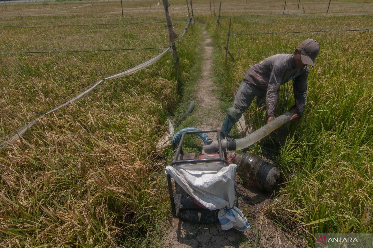 Indonesia has 11 drought-resistant rice varieties: BRIN