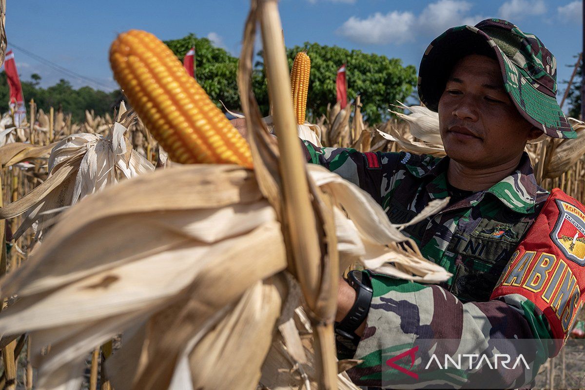 Jokowi perintahkan TNI peka terhadap dampak krisis pangan