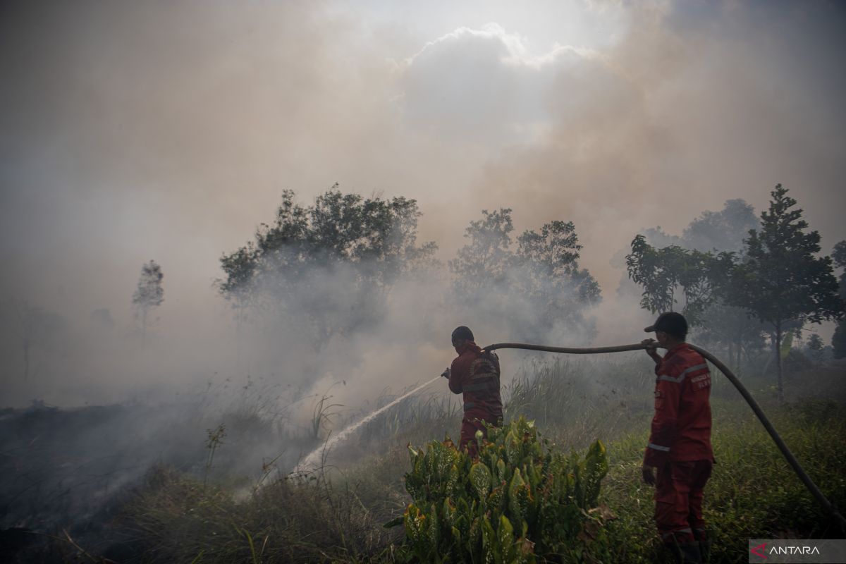 Mengatasi pola empat tahun kebakaran hutan gambut di Indonesia