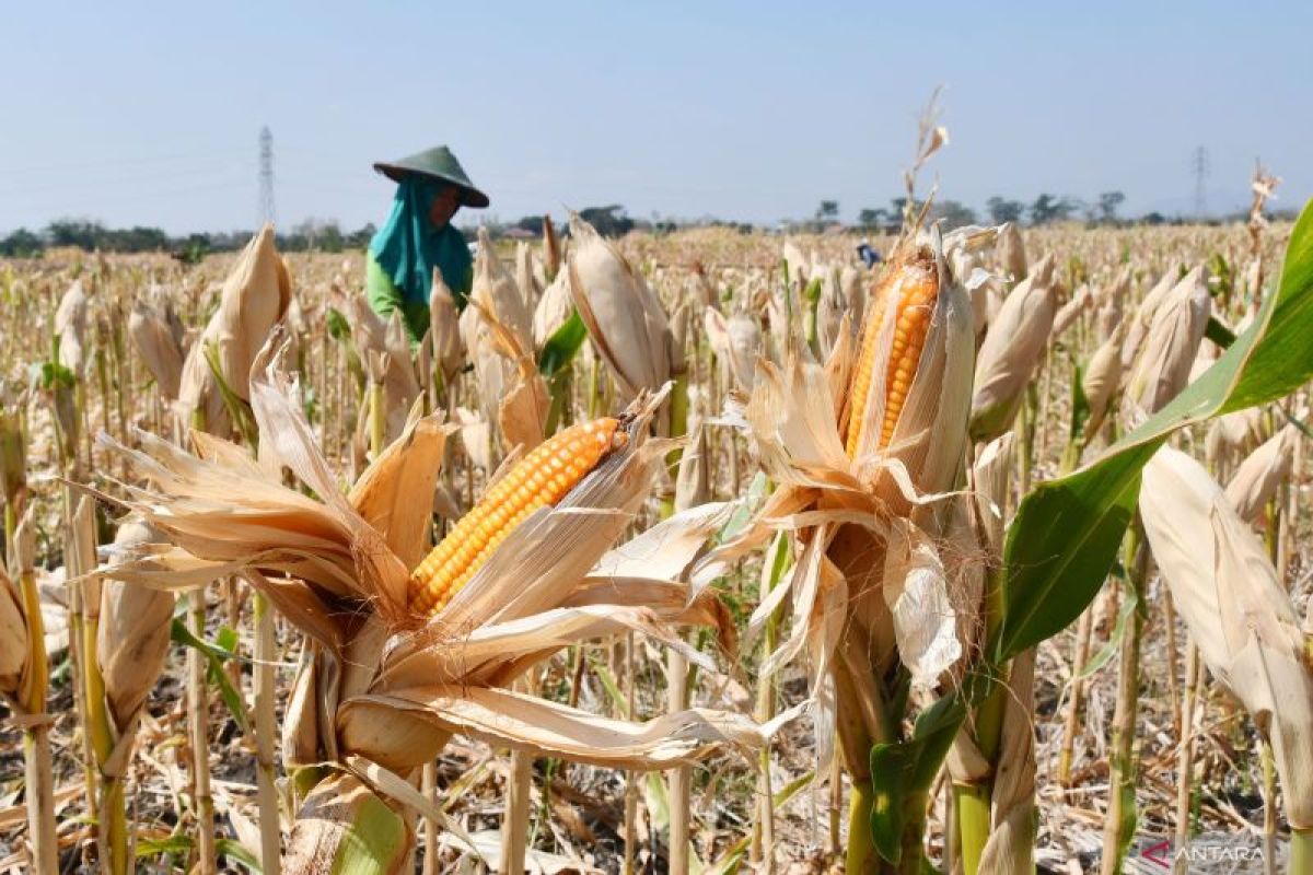 Selain beras, Pak Mendagri ternyata juga konsumsi jagung dan ubi jalar