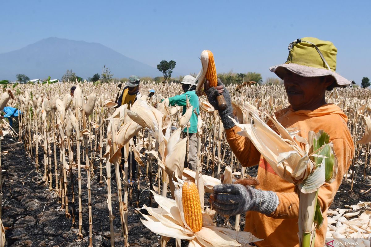 Turunkan "stunting" dengan konsumsi jagung