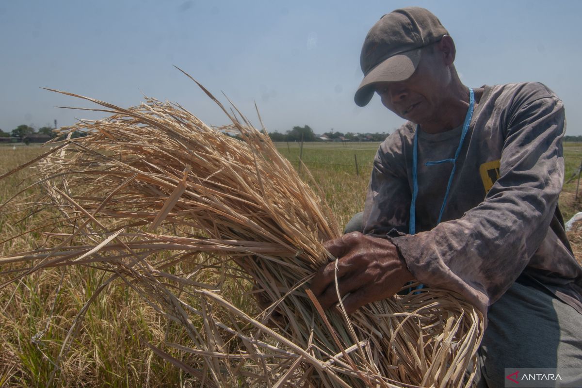 BRIN outlines three steps to prevent El Nino-induced crop failures