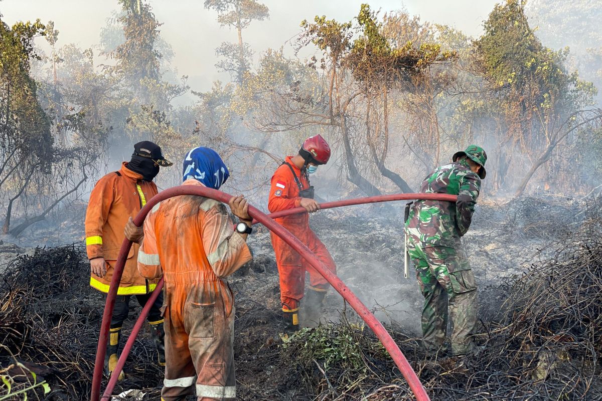 Wildfire in Bangka Tengah's Koba protected forest put out: BPBD