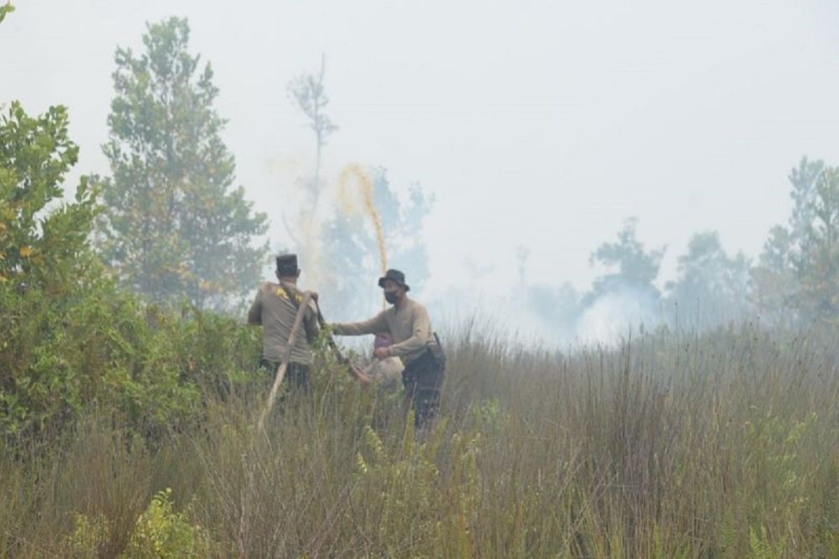 Berikut luasan lahan gambut terbakar di Palangka Raya