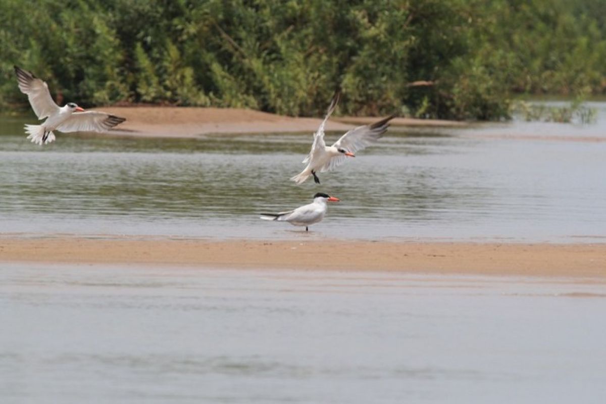 Intrusi air asin akan berlangsung lebih awal di Delta Mekong Vietnam