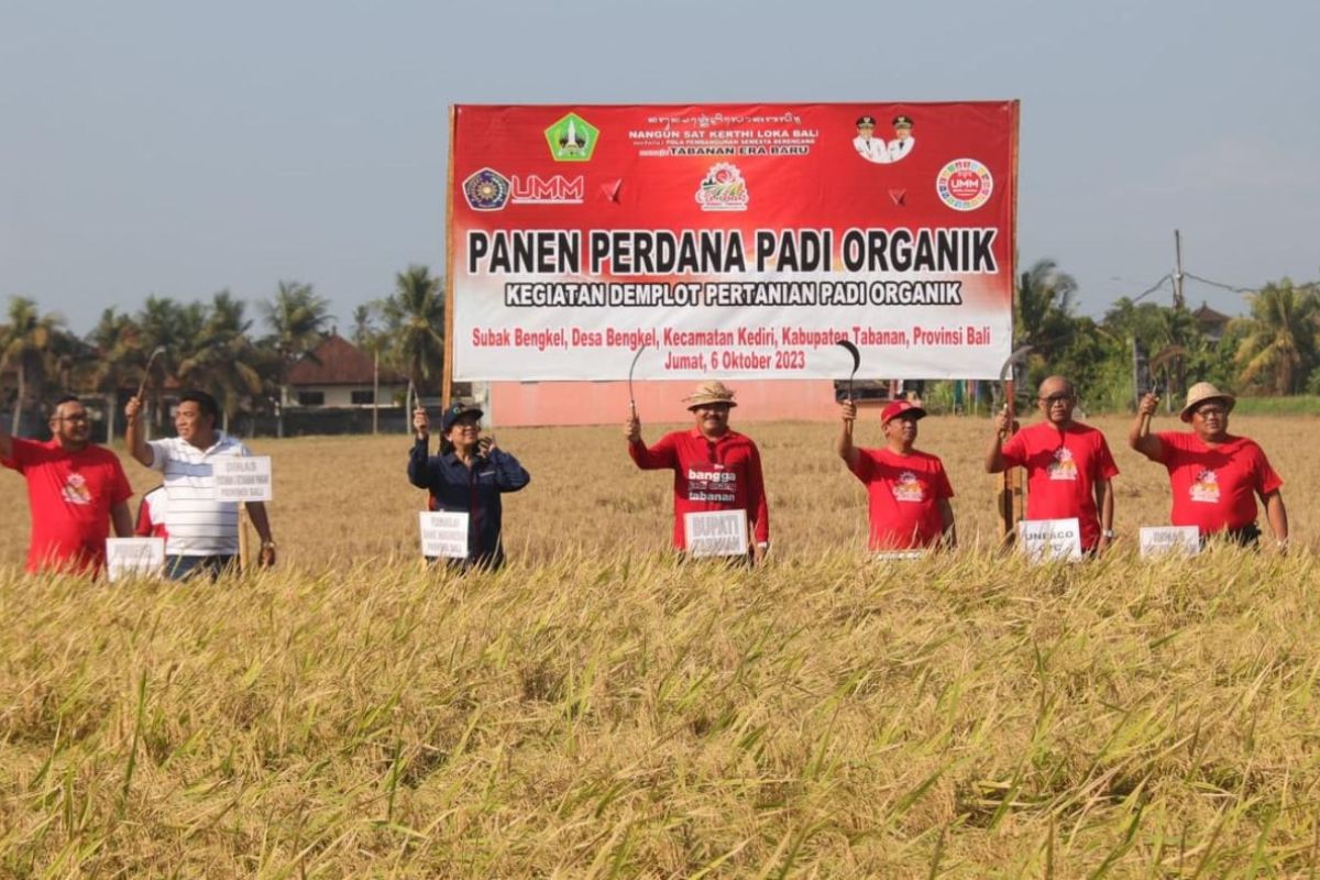 Program ketahanan pangan Pemkab Tabanan produksi padi organik