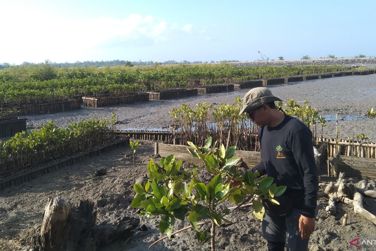 Pemprov Bali sasar 2.000 hektare lahan di Buleleng ditanami mangrove
