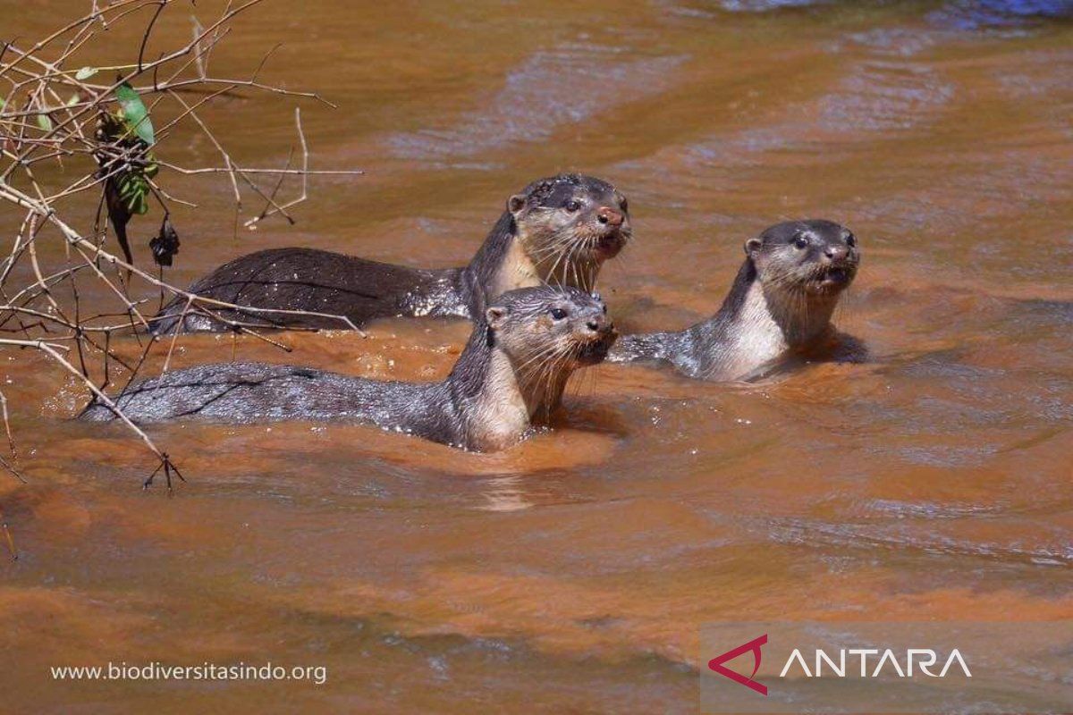 Pulau Curiak di Kalsel jadi surga habitat berang berang