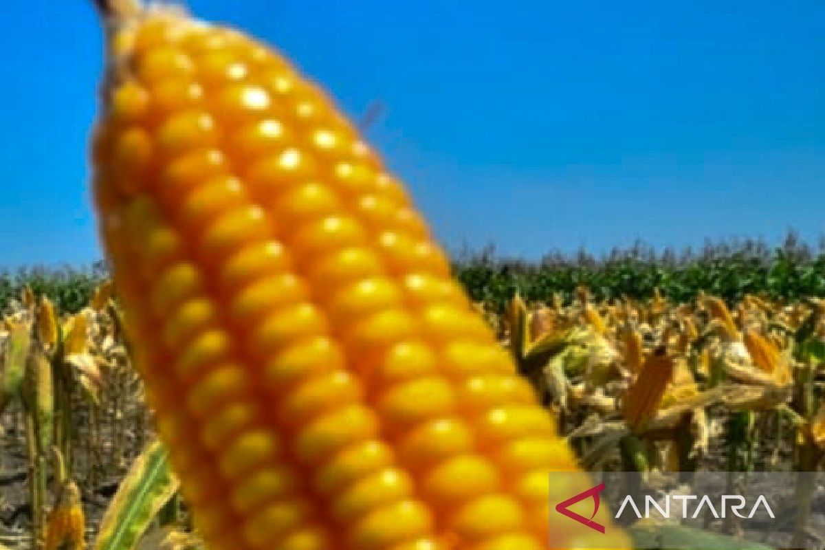 Harga jagung di Situbondo naik, tapi tidak signifikan