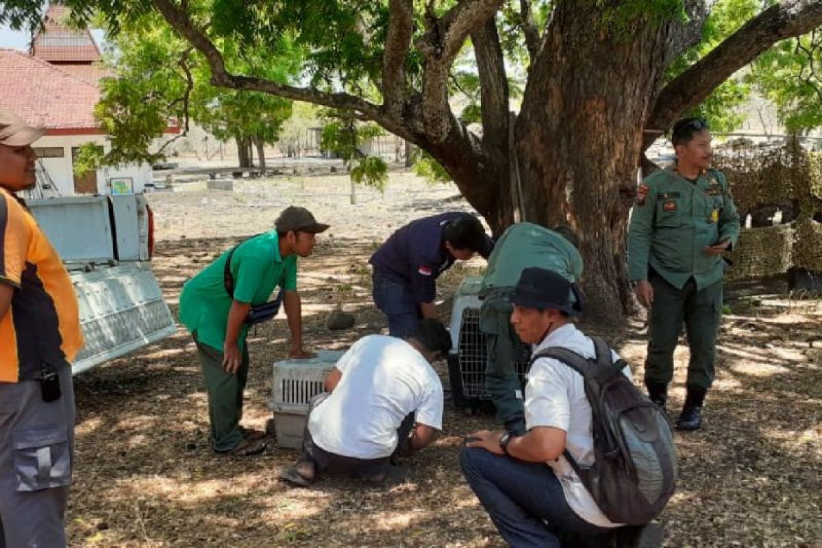 Balai Taman Nasional Baluran Situbondo Jatim lepasliarkan trenggiling