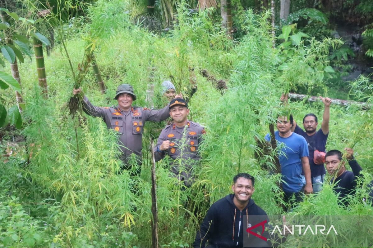 Police find five hectares of cannabis plantation in North Aceh