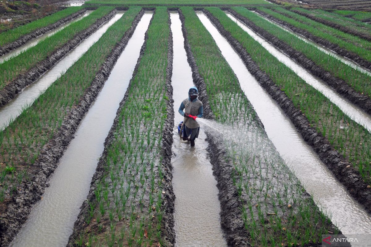 Pembasahan lahan bergantian tingkatkan produksi petani 10 persen