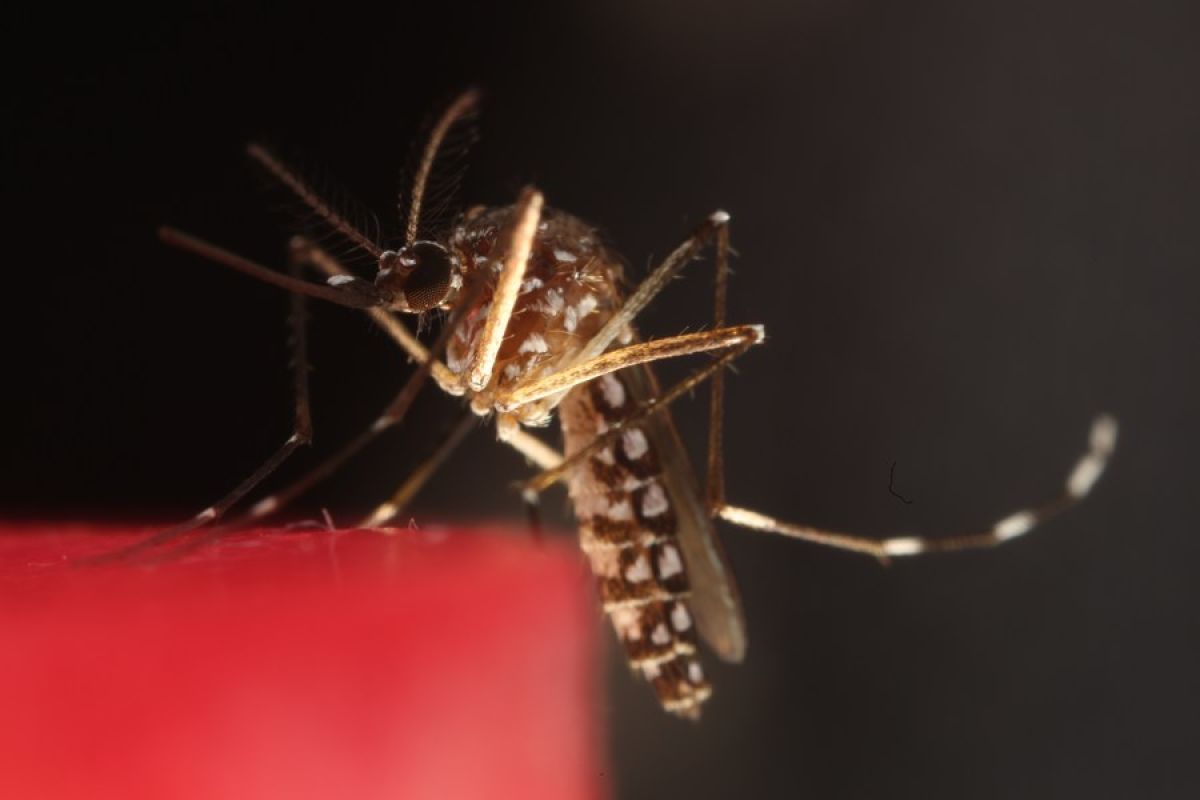 AS laporkan kasus lokal malaria untuk pertama kalinya dalam 20 tahun