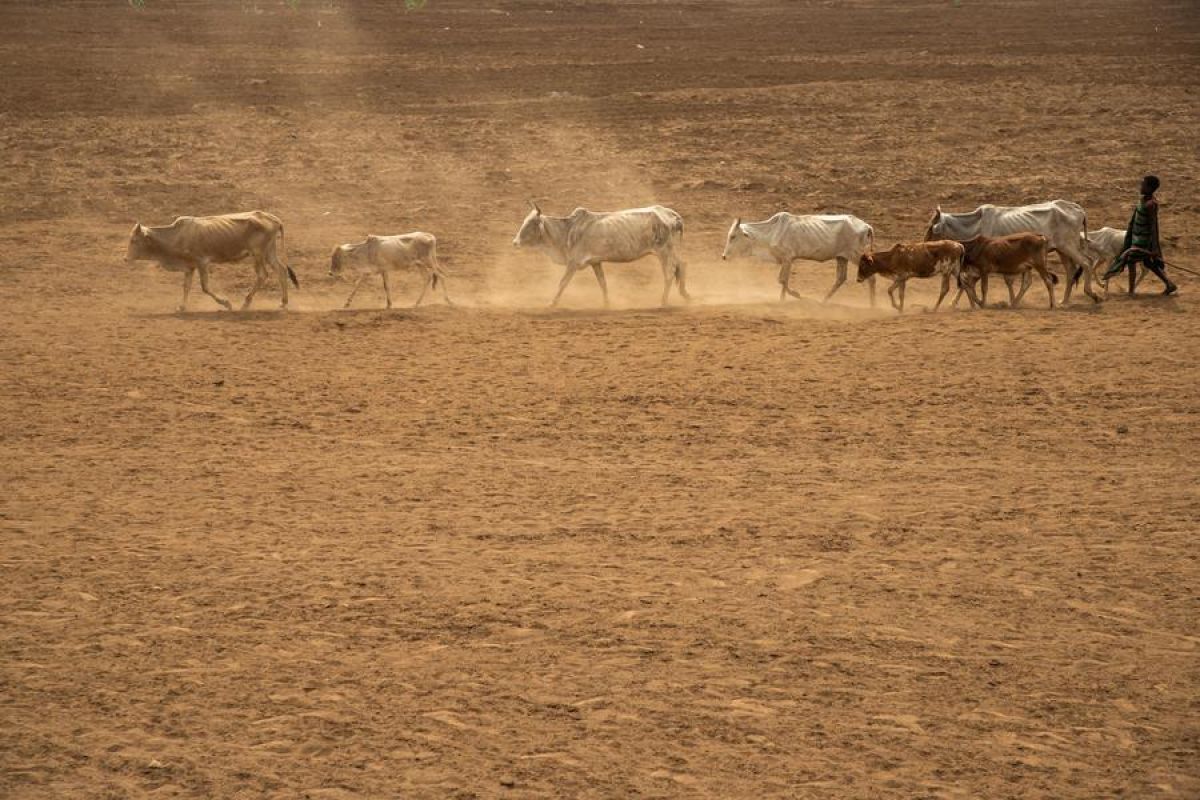 Rusia akan kirim bantuan biji-bijian gratis ke Afrika