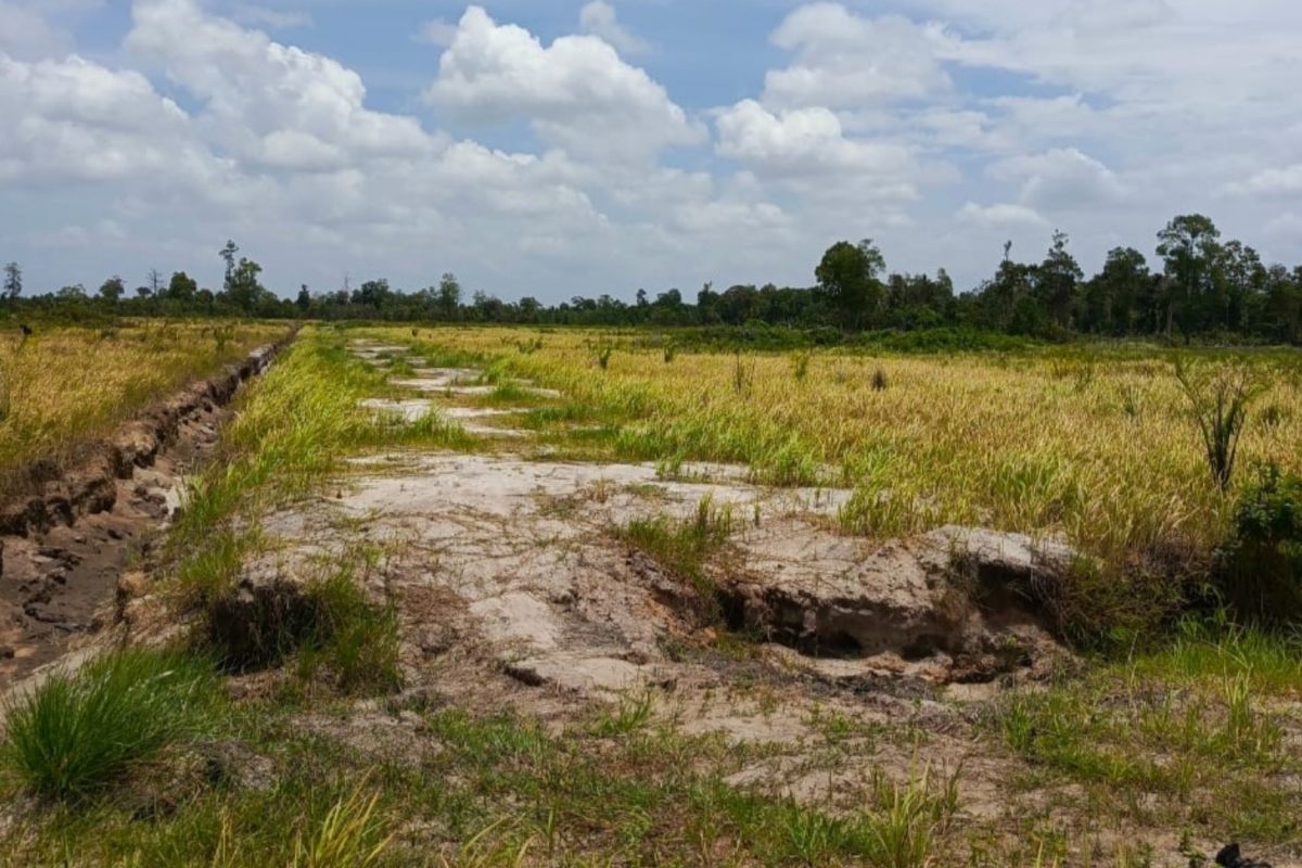 Dirjen Gakkum KLHK minta Dinas Kehutanan cek lahan eks PT Bangkanesia