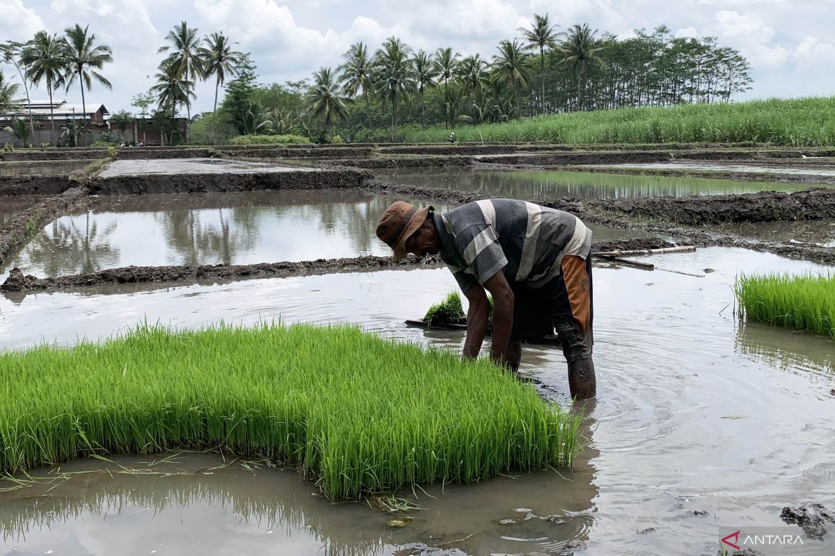 Pemkab Malang lakukan percepatan tanam padi antisipasi El Nino