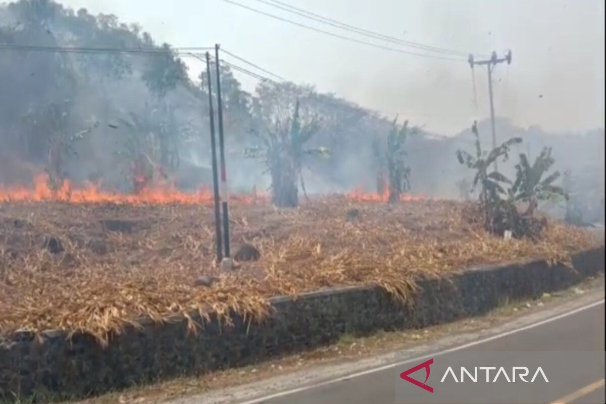 Damkar berupaya padamkan kebakaran lahan di Bakauheni Lampung Selatan
