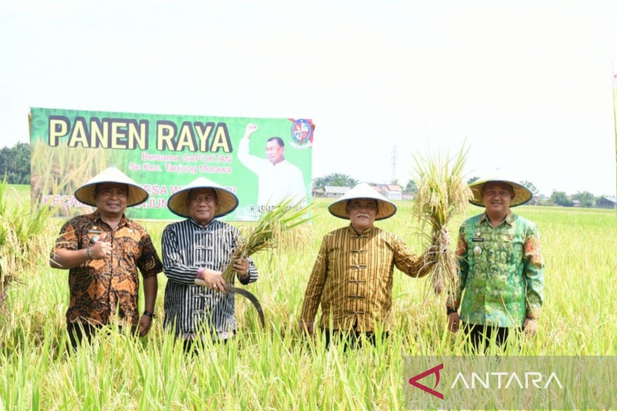 Bupati: Panen raya padi di Deli Serdang ikut topang pangan nasional