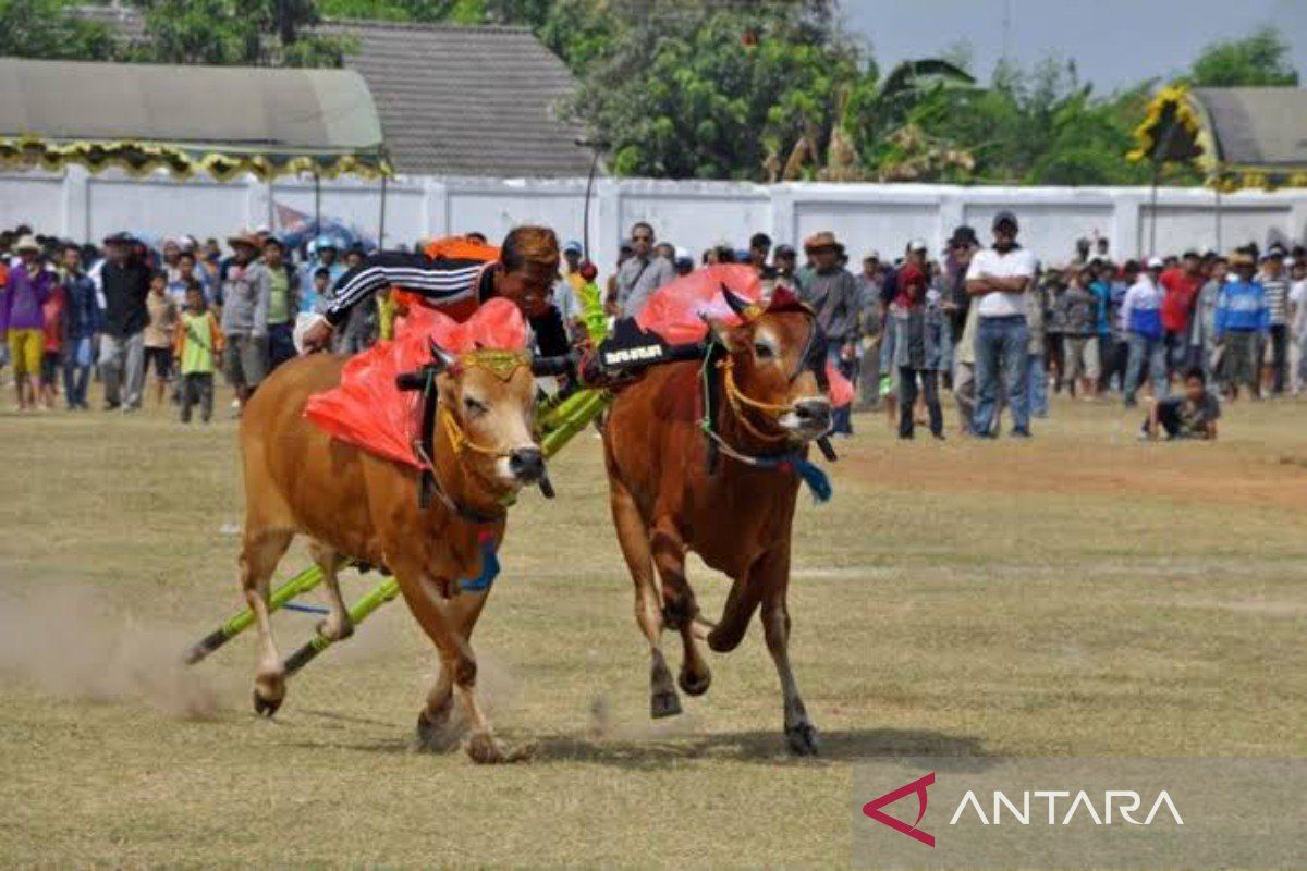 24 pasang sapi kerap berebut Piala Presiden RI 2023