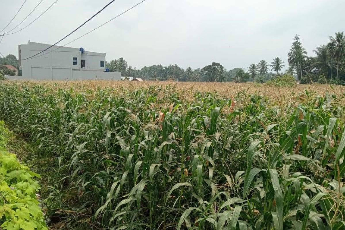 Produksi jagung di Pasaman Barat hingga September capai 170.958 ton