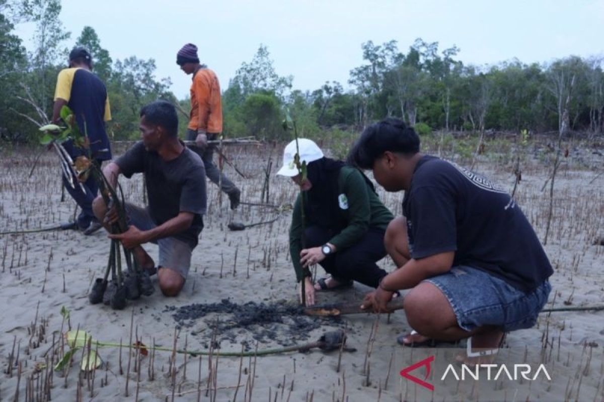 DKP Kaltim gandeng kelompok nelayan tanam  50 ribu bibit mangrove