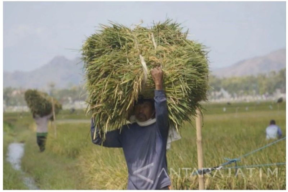 Ratusan hektare tanaman padi di Tulungagung gagal panen