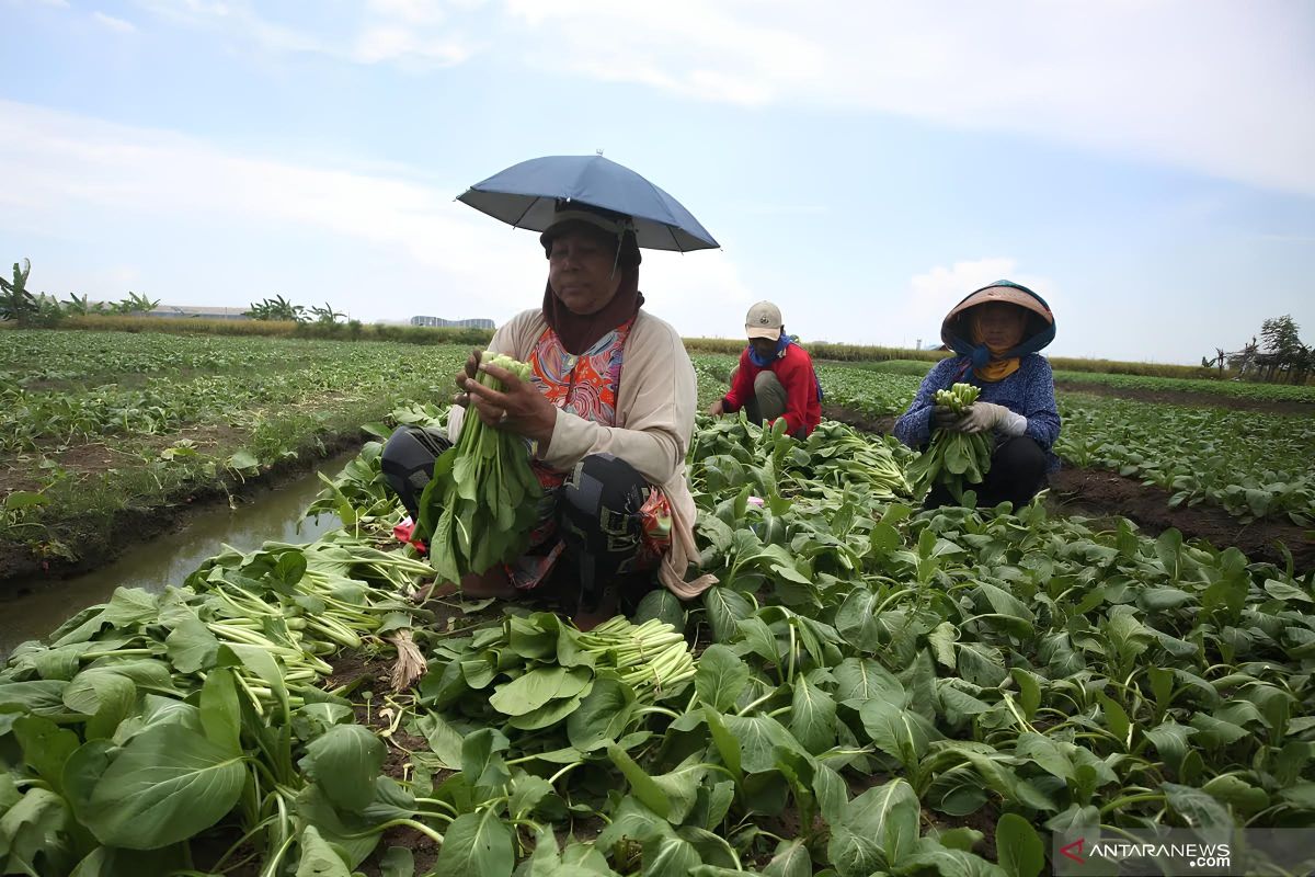 Petani sayur di Tangerang merugi akibat kemarau panjang